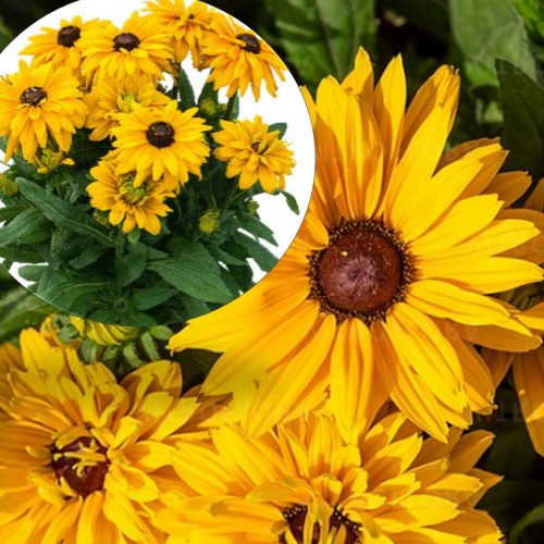 Rudbeckia 'Sunbeckia Lucia' - Päevakübar 'Sunbeckia Lucia' P9/0,55L